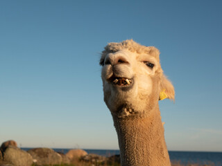 camel in the desert