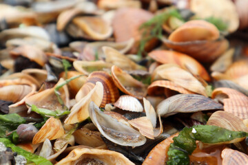 beautiful and colorful seashells on the beach of Caspian sea background close up