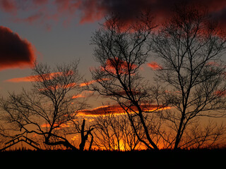 Orange sky and silhouetted trees at sunset.