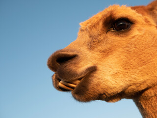 portrait of a camel