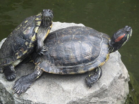 turtles mating season, turtles