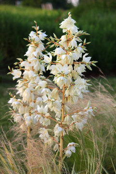  Juka kwitnąca w ogrodzie (Yucca flaccida)