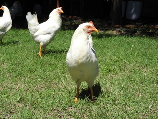 Gallina pondora