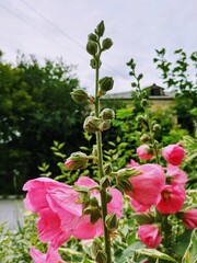 Obraz na płótnie Canvas flower pink-magenta color