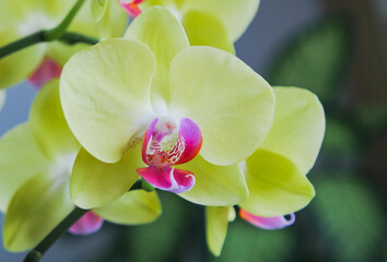 Fototapeta na wymiar Orchideen