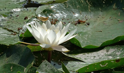 Seerose © lichtblick89