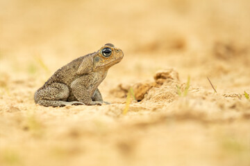 The cane toad (Rhinella marina), also known as the giant neotropical toad or marine toad, is a large, terrestrial true toad native to South and mainland Central America