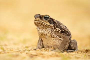 The cane toad (Rhinella marina), also known as the giant neotropical toad or marine toad, is a...