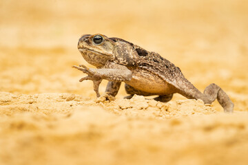The cane toad (Rhinella marina), also known as the giant neotropical toad or marine toad, is a large, terrestrial true toad native to South and mainland Central America