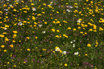 flowers in alpine meadows