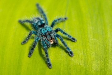 The Antilles pinktoe tarantula (Caribena versicolor), also known as the Martinique red tree spider or the Martinique pinktoe is popular as a spider pet because of its docile character and unique color