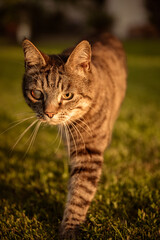 Katze geht auf Rasen
