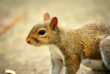 A close up of a gray squirrel with a blurred background.