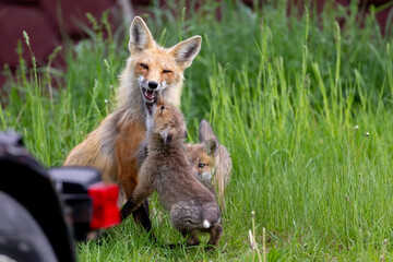 Red Fox Vixen with Kits