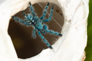 The Antilles pinktoe tarantula (Caribena versicolor), also known as the Martinique red tree spider or the Martinique pinktoe is popular as a spider pet because of its docile character and unique color