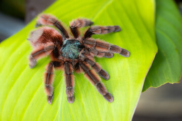 The Antilles pinktoe tarantula (Caribena versicolor), also known as the Martinique red tree spider or the Martinique pinktoe is popular as a spider pet because of its docile character and unique color