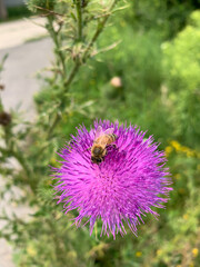 bee on thistle