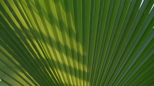 Large green palm tree leaf ruffled fan with shadows at back bright yellow sunlight on sunny summer day slow motion close view