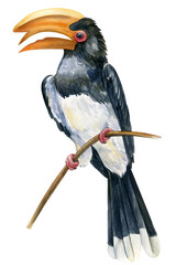 Toucan on isolated white background, watercolor illustration, Hornbill  © Hanna