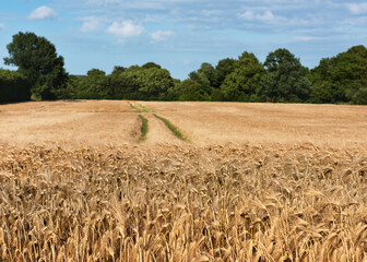 Wind blowing a wheat field. Rural scenery under shining sunlight. Lovely golden color sunny wheat field landscape background. 