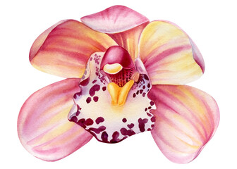 Fototapeta na wymiar Orchid, Tropical flower on isolated white background, watercolor botanical illustration
