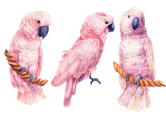 cockatoo on isolated white background, watercolor illustration, birds parrots © Hanna