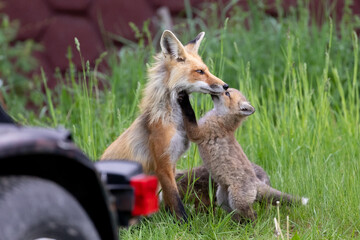 Red Fox Vixen with Kits