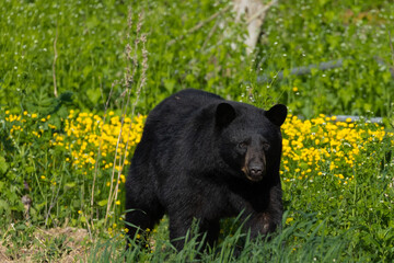 Fototapeta premium Black Bear