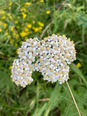 White yarrow wildflowers  