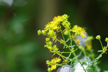Closeup shot of Hypericum perforatum on a blurred background