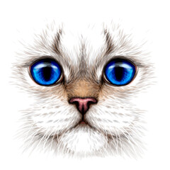 Cat. Creative design. Color portrait of a cat with blue eyes close-up on a white background. Digital vector graphics