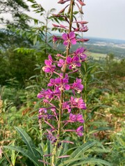 Pink wildflowers in the mountains