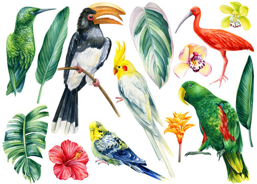 Set of tropical birds on isolated white background, watercolor illustration