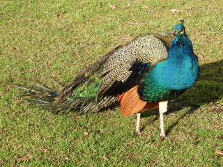Obraz premium Pavo cristatus