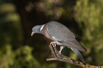wood pigeon perched in profile on a dry branch, looking down on a green and black background.  (columba palumbus)