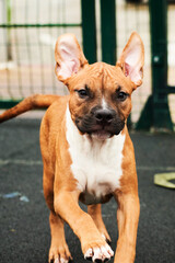 American Staffordshire Terrier puppy portrait. Happy dog running for a walk