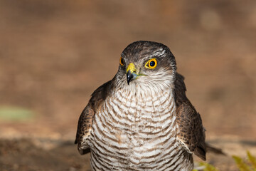 portrait of a male sparrowhawk looking in profile (Accipiter nisus)