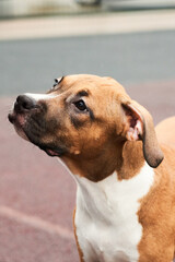 American Staffordshire Terrier puppy portrait on a walk. Dog muzzle close up outside
