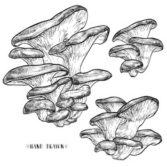 Oyster mushrooms set. Vector illustration of mushrooms on white background. Hand drawn style
