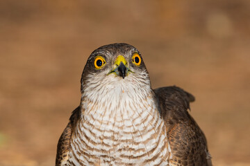 portrait of a male sparrowhawk looking straight at the camera  (Accipiter nisus)