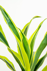 Lemon lime dracaena leaves with white background in an apartment interior