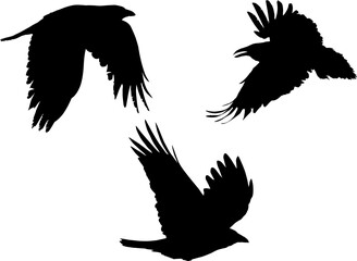 set of three crows black silhouettes