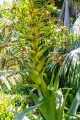 Werauhia sp pertenece a la familia Bromeliaceae