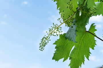 Fototapeta na wymiar Growth of little unripe grapes on young green sprout on spring vineyard on light sky background, winemaking concept