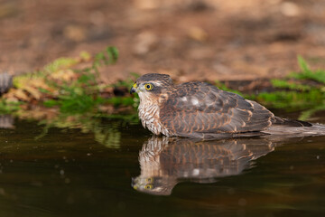 hawk in profile bathing and reflected in the forest pond (Accipiter nisus)