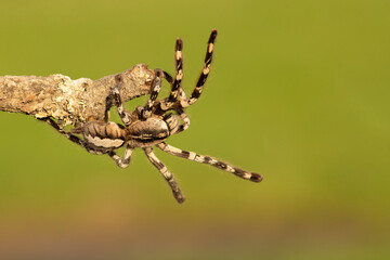 Poecilotheria ornata, known as the fringed ornamental or ornate tiger spider, is a large arboreal tarantula, which is endemic to Sri Lanka. 
