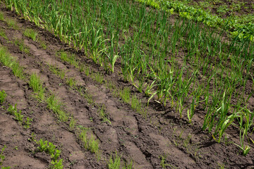 Vertical green rows of onions throughout the frame
