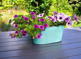 surfinia w doniczce © Marek