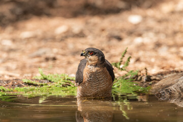 common sparrowhawk bathing in the forest pond and looking in profile (accipiter nisus)