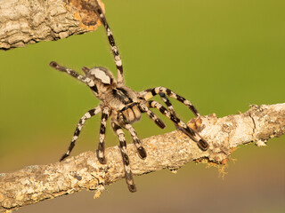 Poecilotheria ornata, known as the fringed ornamental or ornate tiger spider, is a large arboreal tarantula, which is endemic to Sri Lanka. 